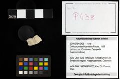 Foto (Objekt + Etiketten) von Goniodromites bidentatus (Reuss, 1858) 